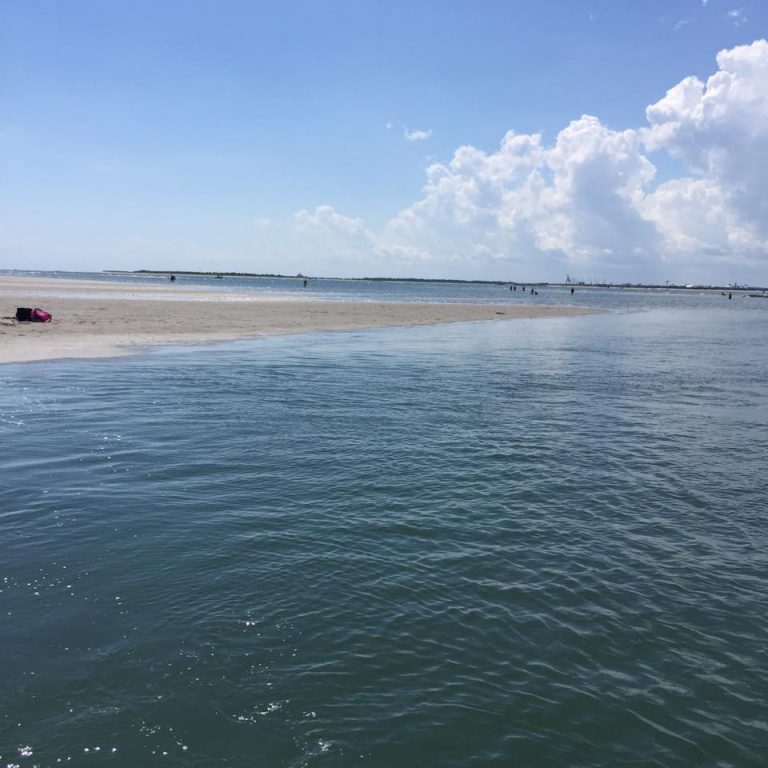 sanddollar_12 Island Ferry Adventures Wild Horses, Shells, Sand Dollars, Birding Beaufort NC