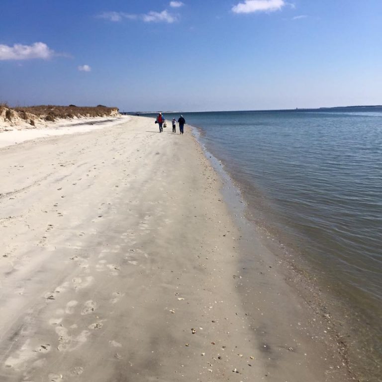 sanddollar_18 Island Ferry Adventures Wild Horses, Shells, Sand Dollars, Birding Beaufort NC